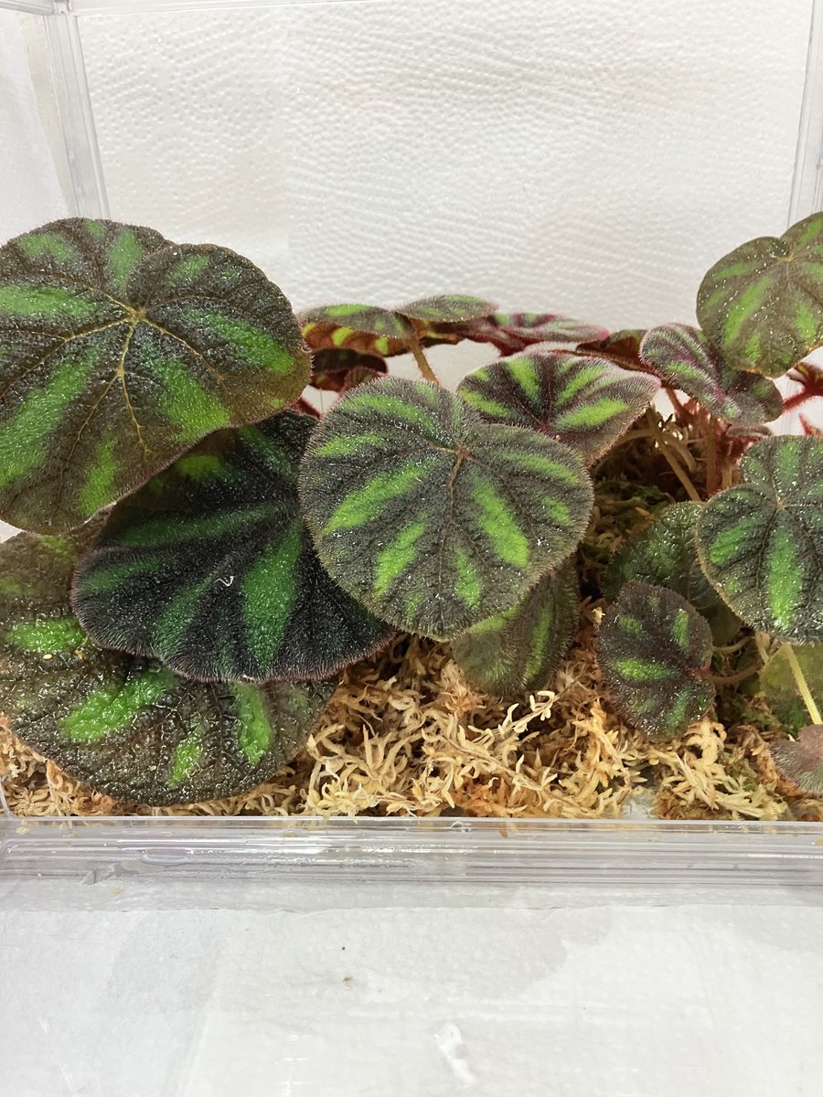 明日より咲くやこの花館でベゴニアの展示会が開催されます。

私はベゴニア　ウェルシコロールを展示します。

ぜひ皆さん見に来て下さい🎵
（頑張って育てました。🎵）