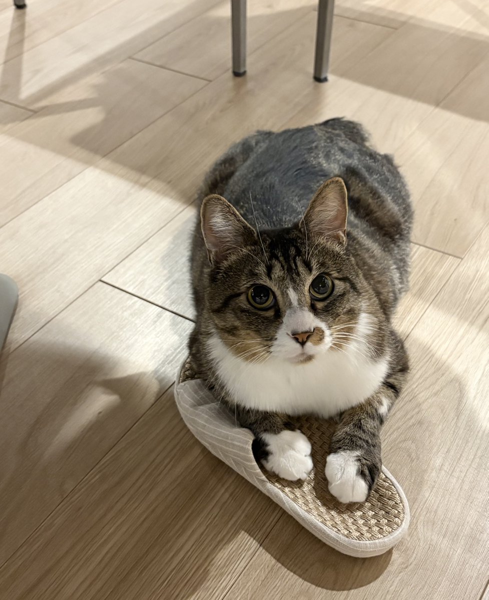 藤 あや子🐾 tweet media