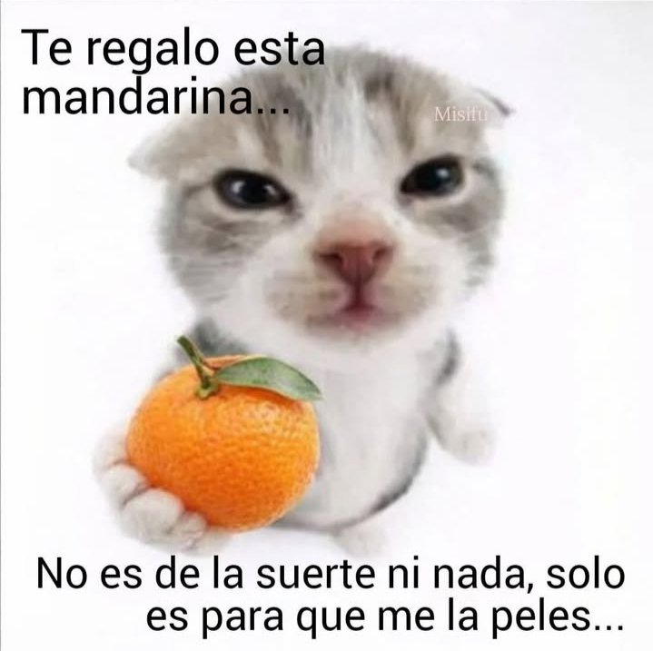 Gito tweet media