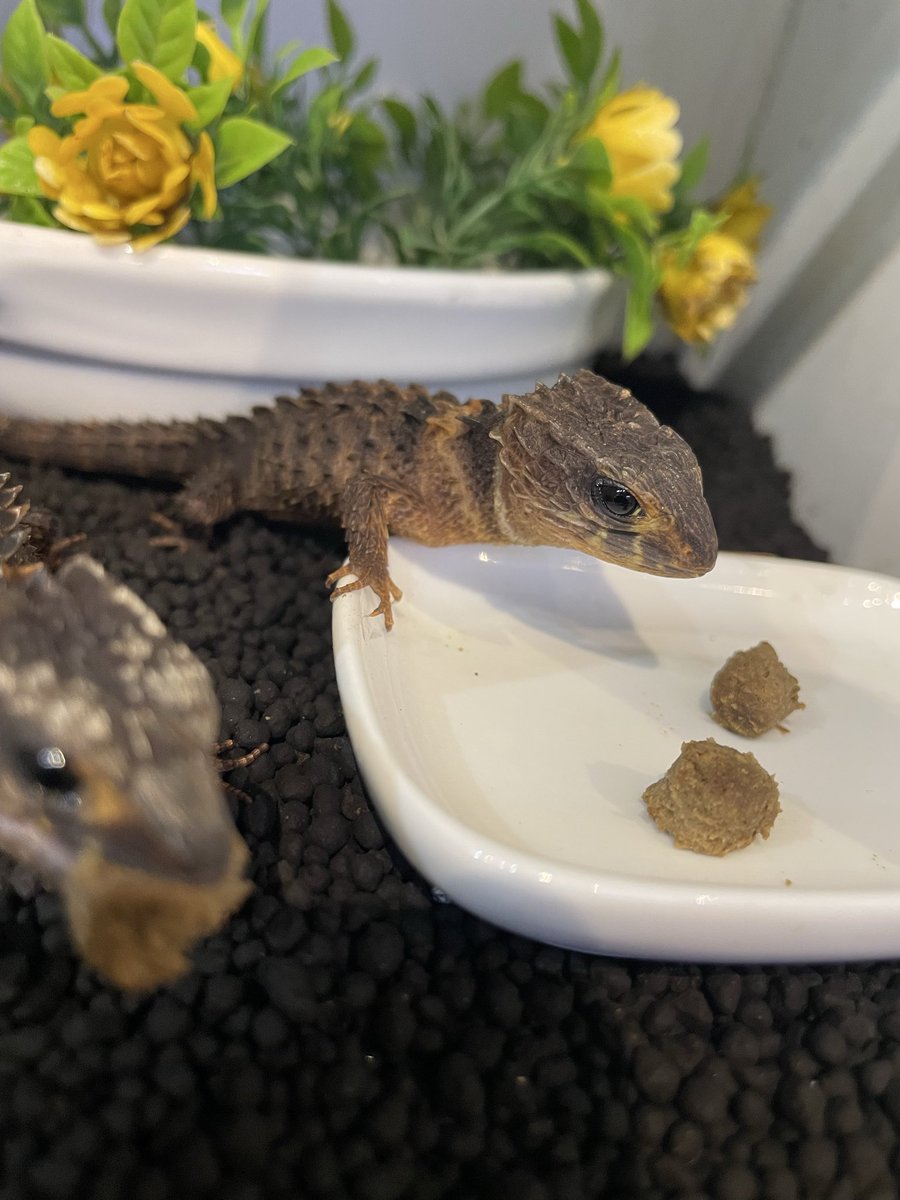 オカハコクルーアカウント tweet media