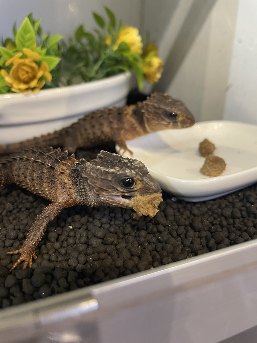 オカハコクルーアカウント tweet media