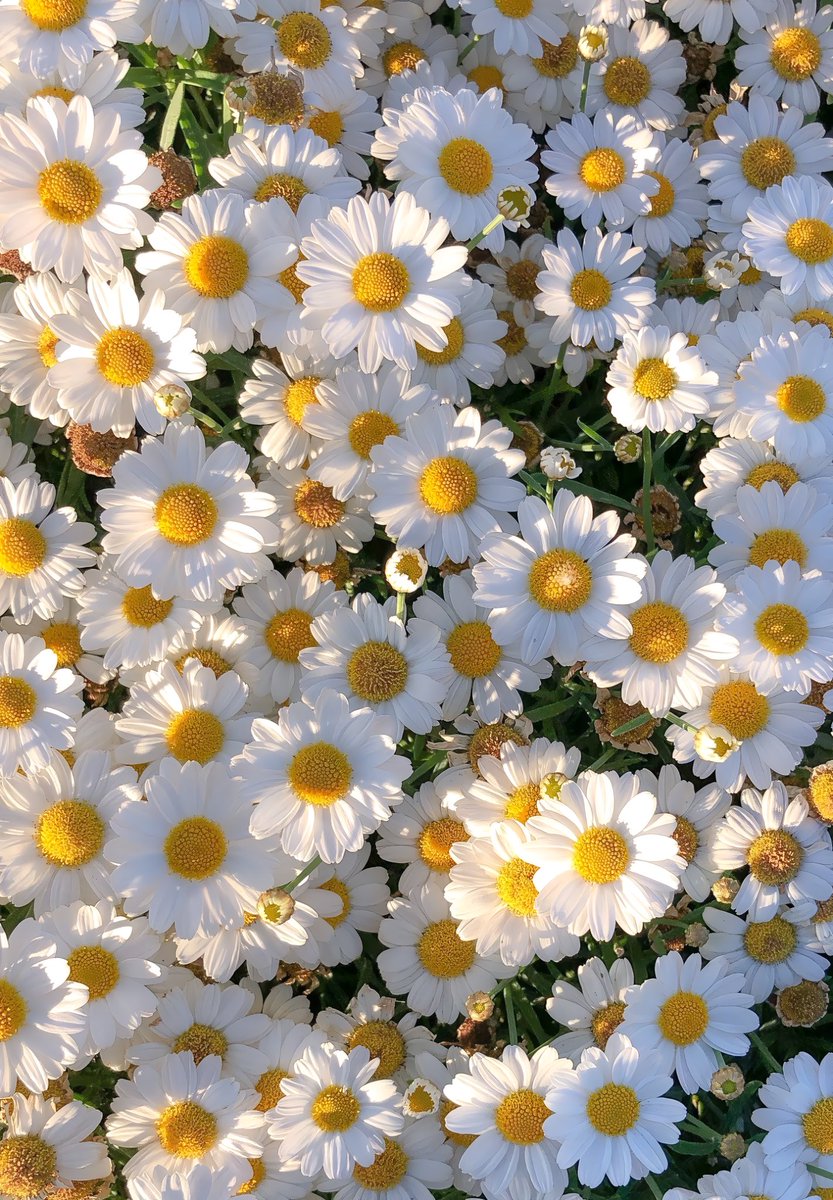 aesthetic tweet media