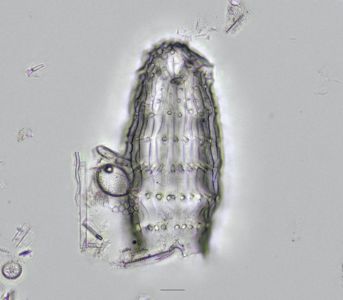 コルビセマ tweet media