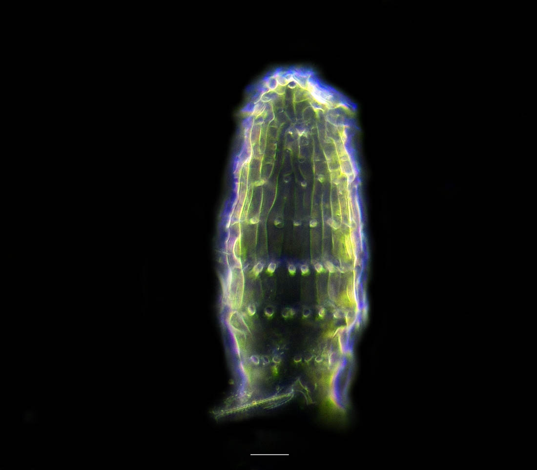 コルビセマ tweet media