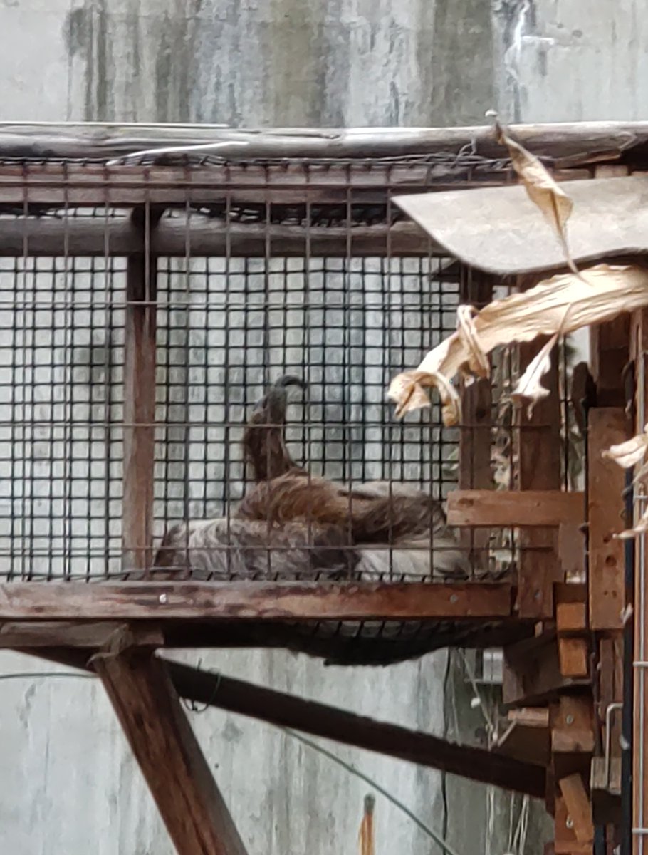 これは奥の方でそっぽむいてたナマケモノさん

何度も会いに行ってるけど一度も振り向いてくれないな君！
いつか振り向いてくれるかい…？