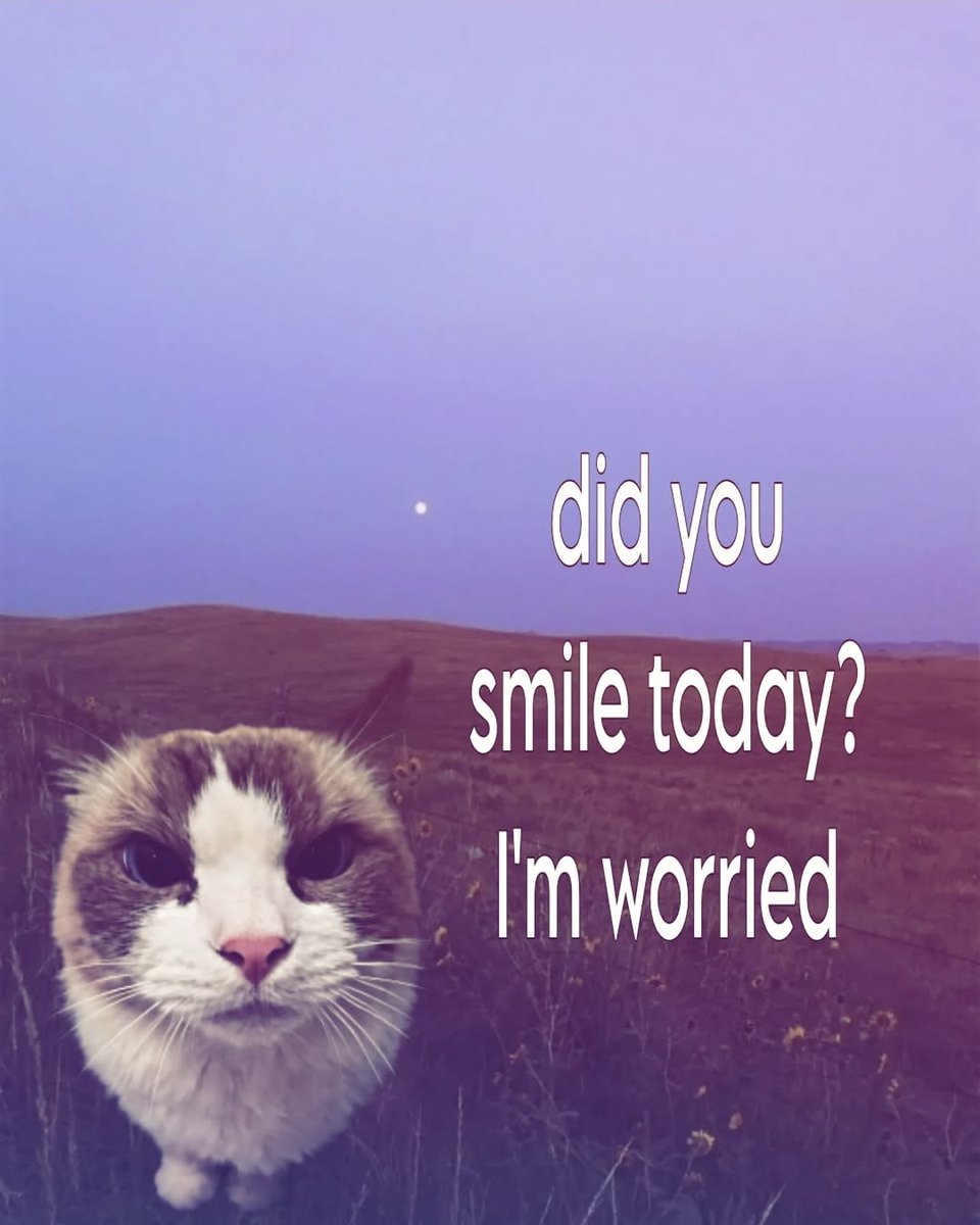 Cat Posted tweet media