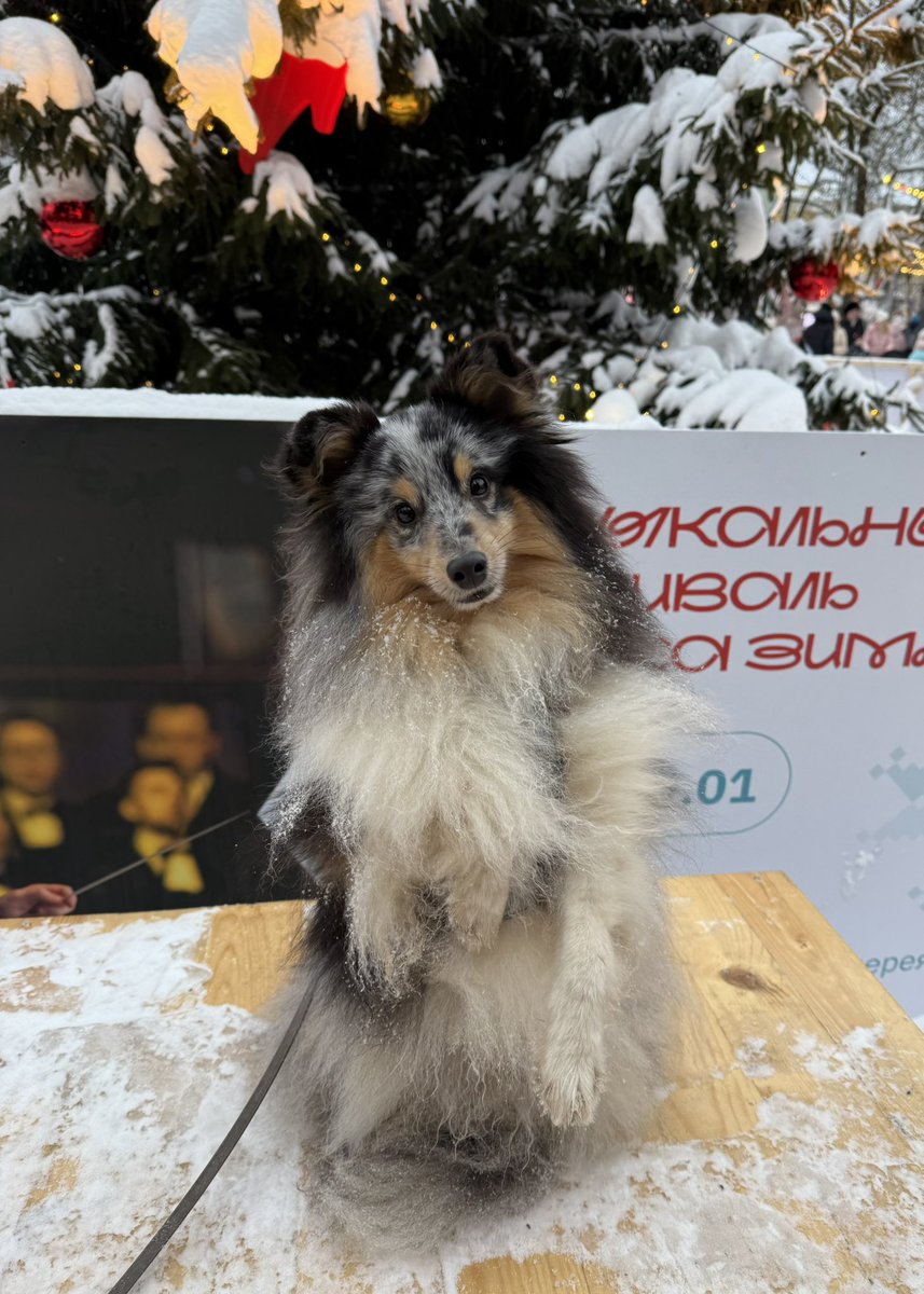 Собачьи радости (пёс да я) tweet media