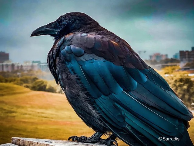 🇮🇳 ॐ 𝓫𝓸𝓾𝓻𝓫𝓸𝓷 卐 🇮🇳 tweet media