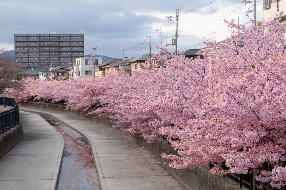 まっちゃだいふく tweet media