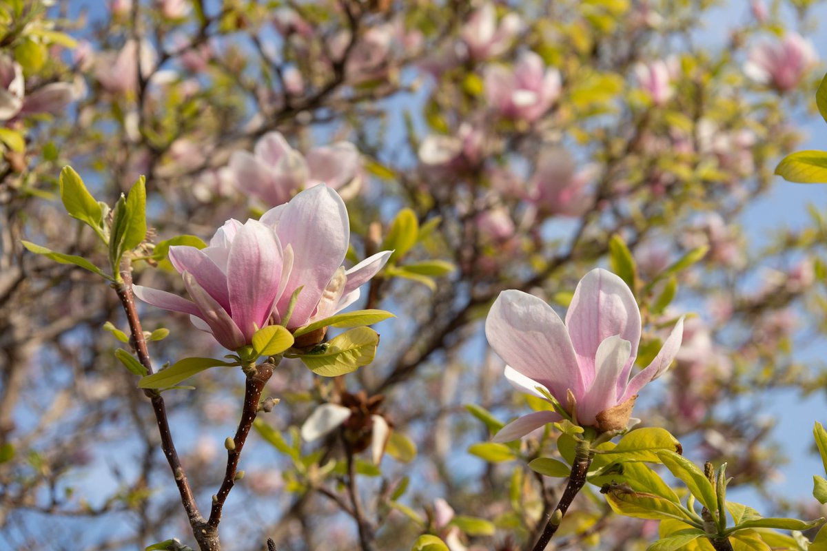 Alice_Lykou's tweet image. .

.

#magnolia