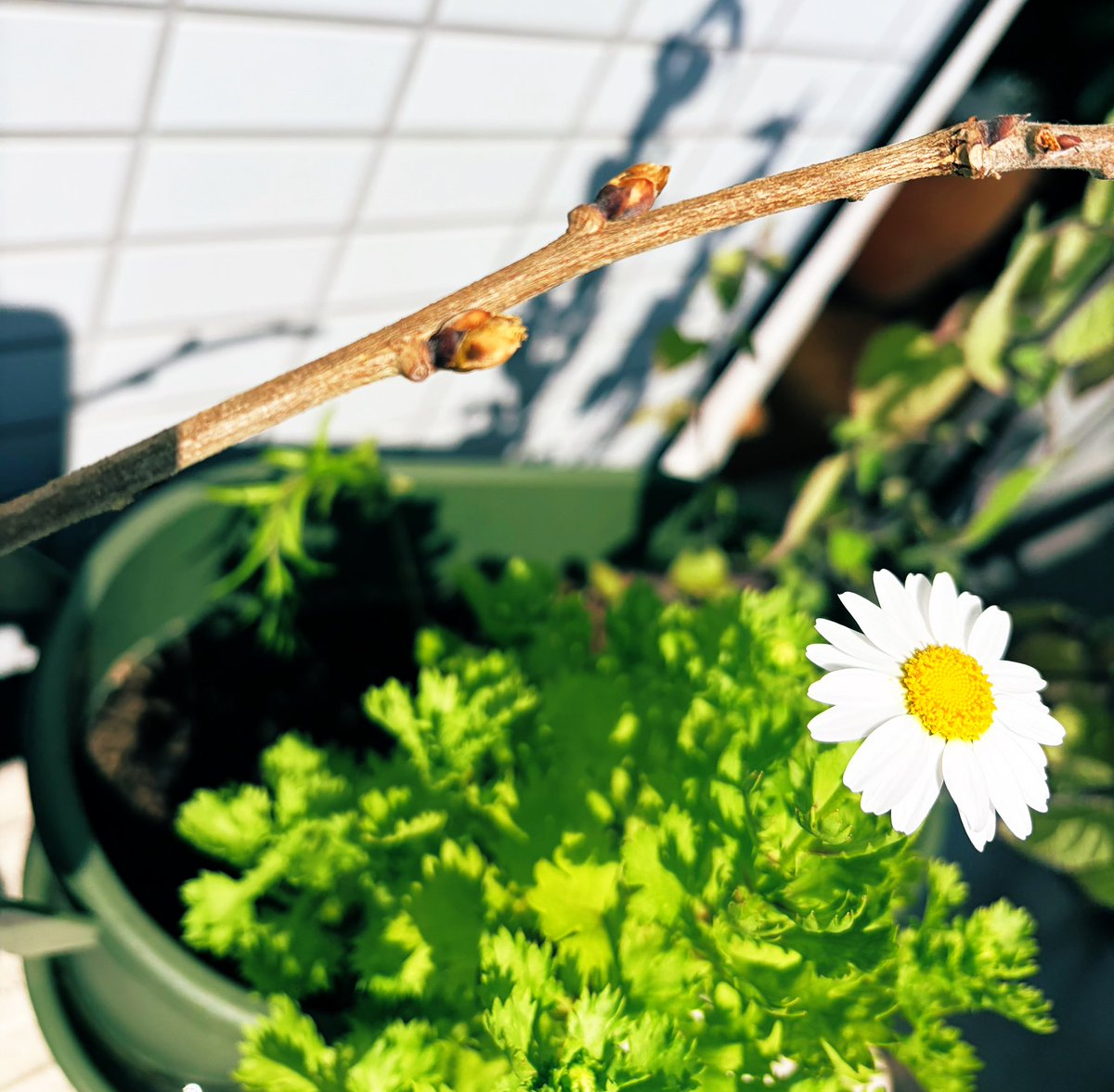 素人ながらなんとか一年お世話して、本日 藤の花芽らしきものが確認できました。異空ノースポールと2ショット✨
