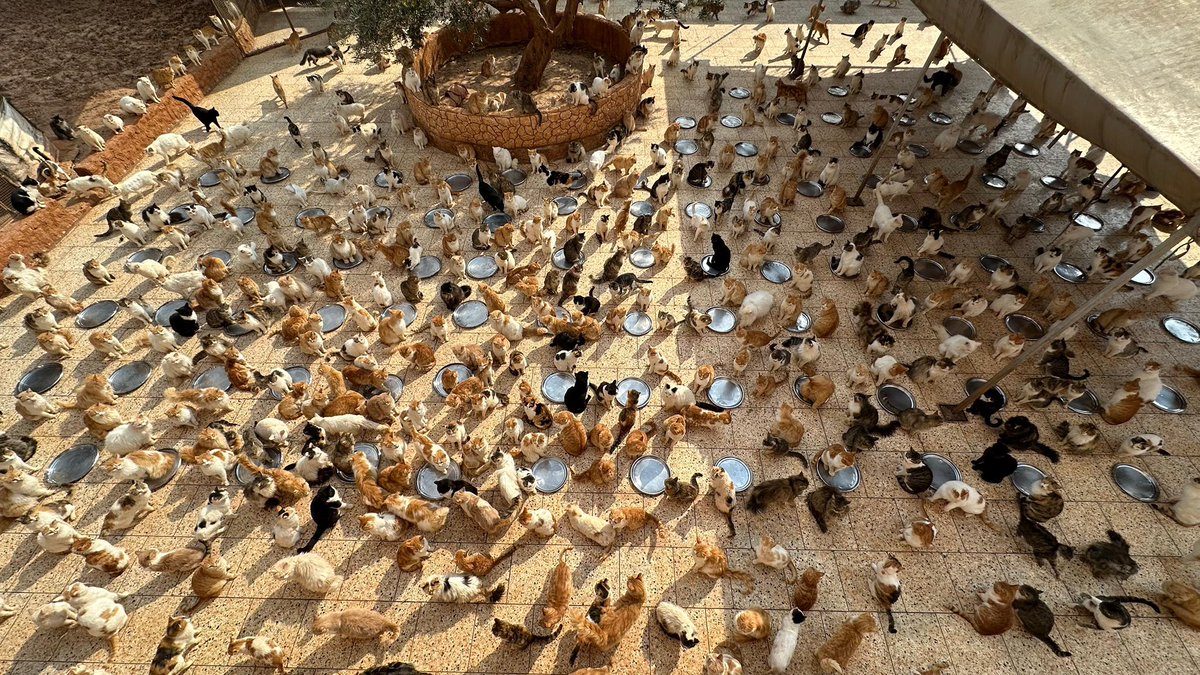 Ernesto’s Sanctuary for Syrian Cats tweet media