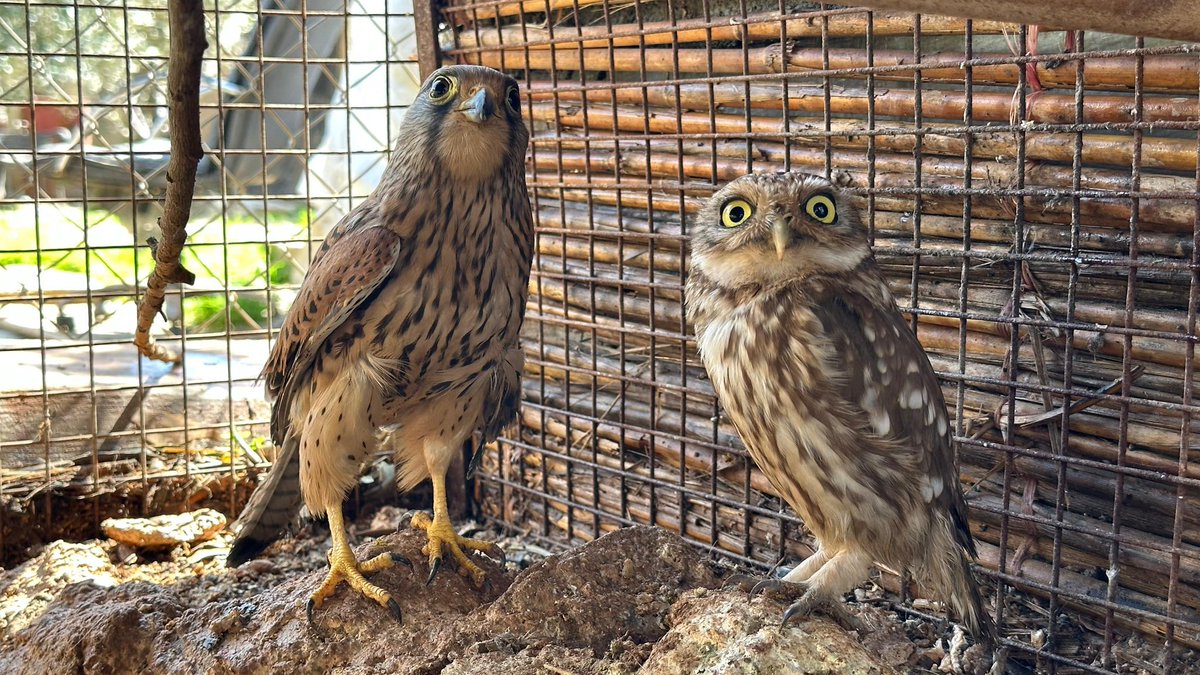 Ernesto’s Sanctuary for Syrian Cats tweet media