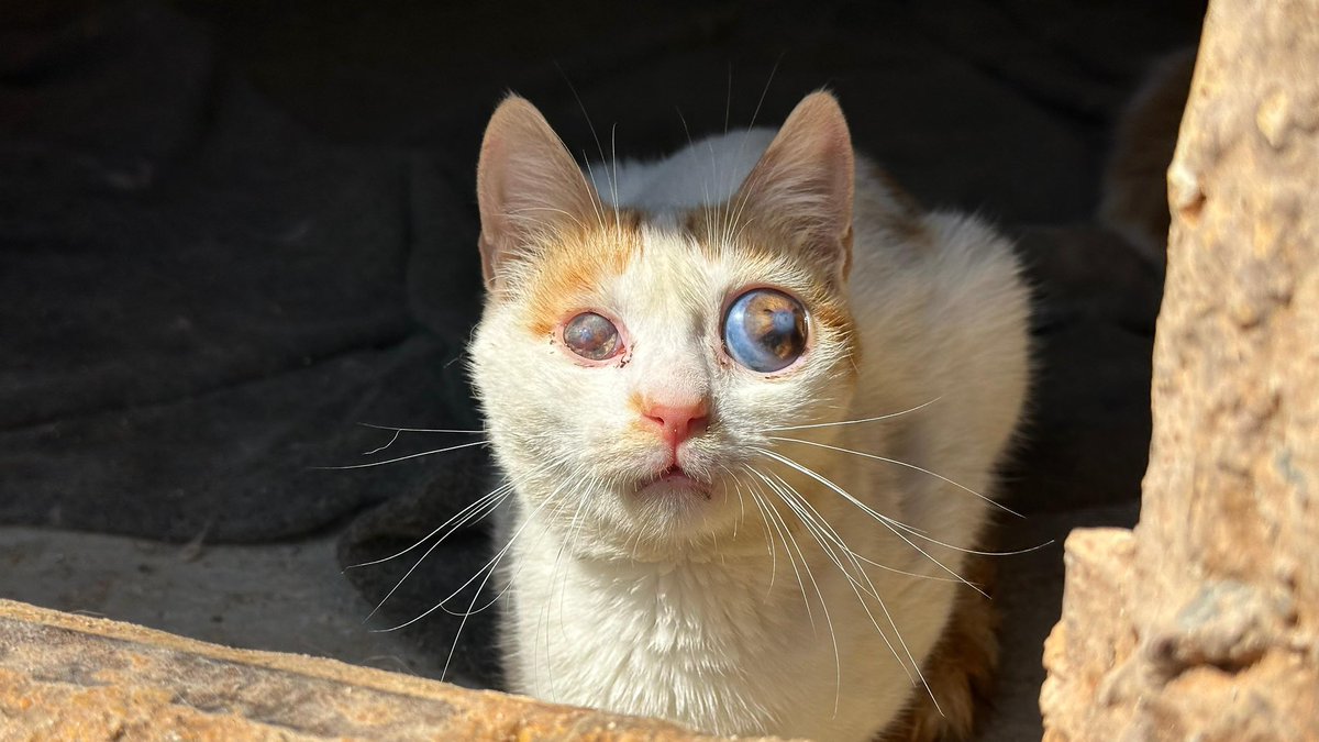 Ernesto’s Sanctuary for Syrian Cats tweet media