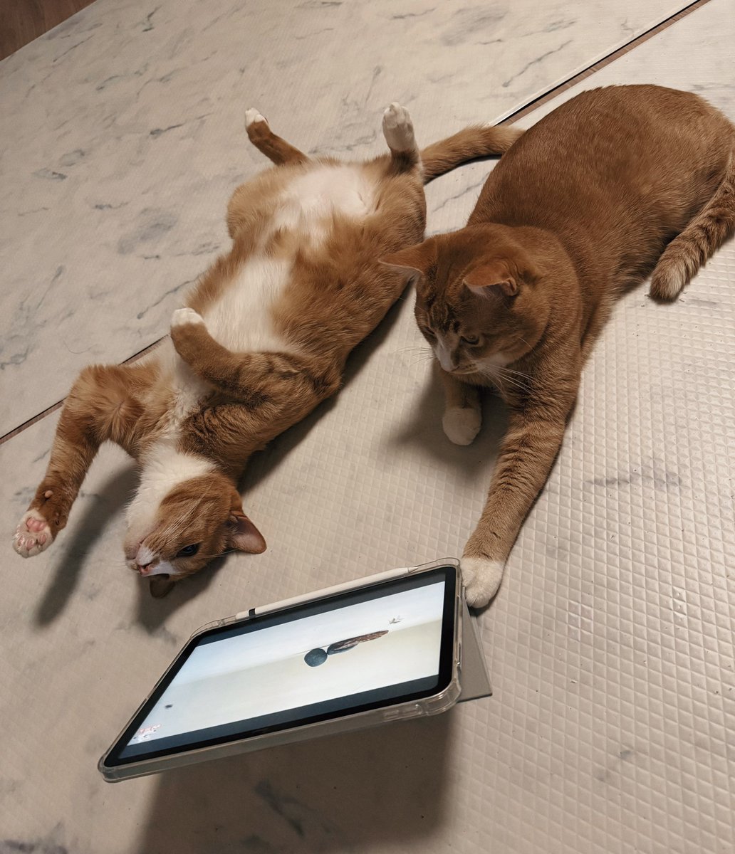 우리집강아지사진계정 tweet media