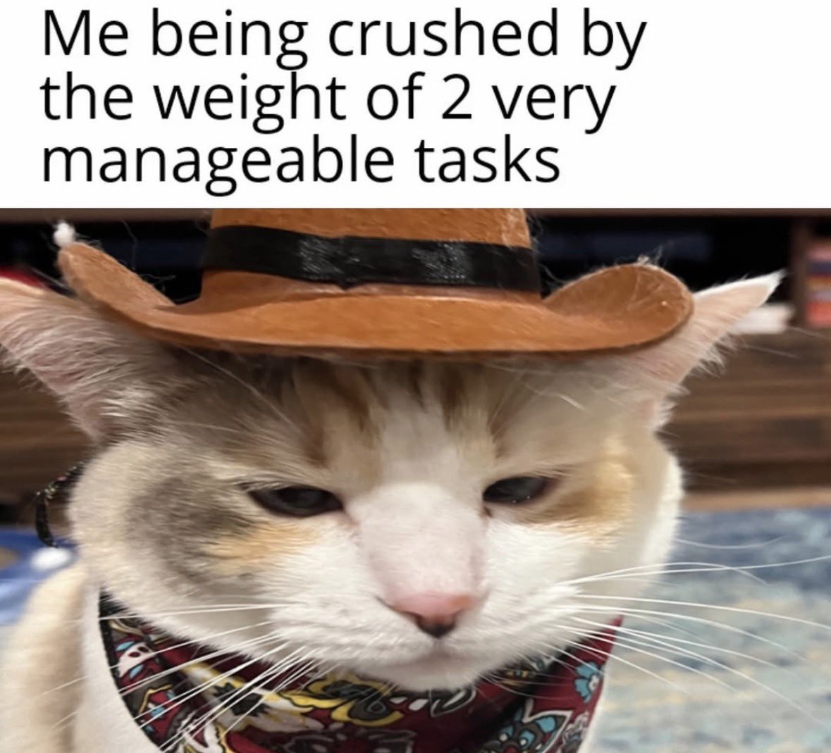 LiterallyMeCats tweet media