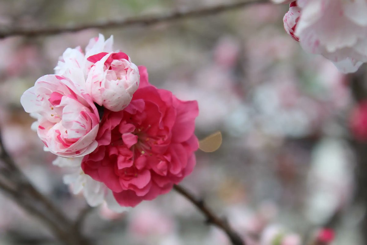 【公式】阿智☆昼神観光局-長野県阿智村 tweet media