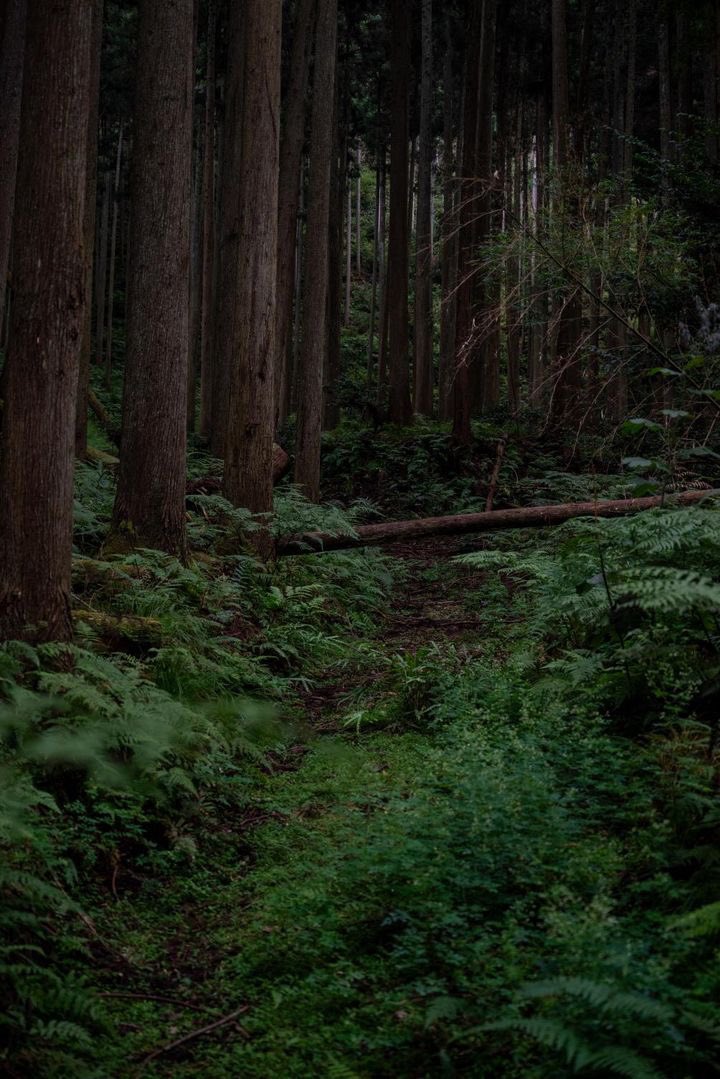 森のフォトスタジオ〜丹波〜 tweet media