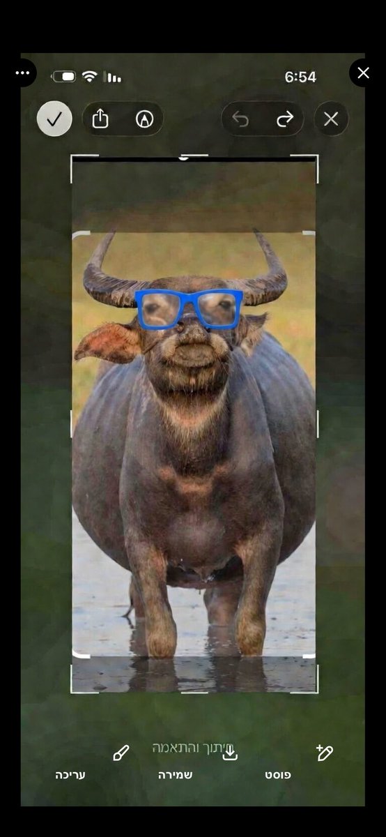 סמדר tweet media