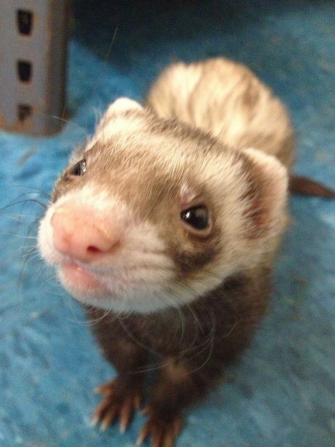 Ferret Every Hour tweet media