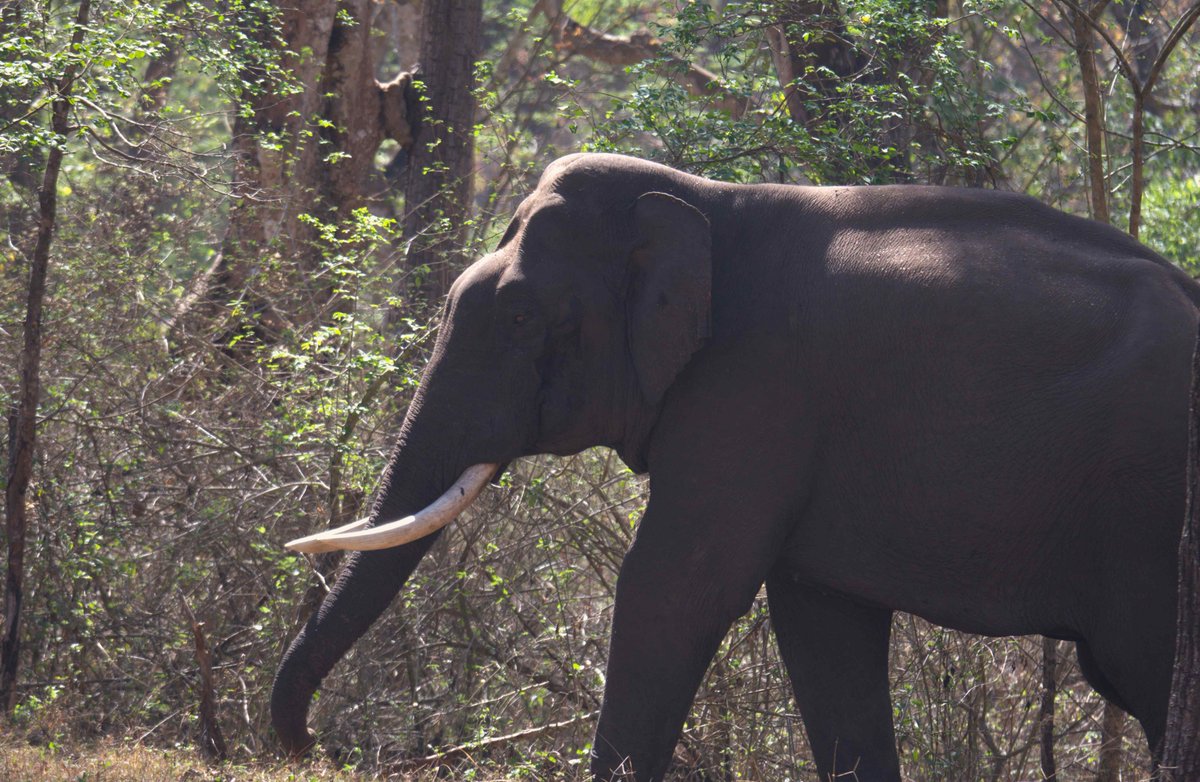 prernabindra's tweet image. What you just might come across while going down the road in @mudumalaitiger. It is the best kind of 'traffic' but honestly? I prefer not to see #wildlife along the road.  the #road should not be where the #forest is.
Roads are fatal, fragment, destroy habitat-usher in more