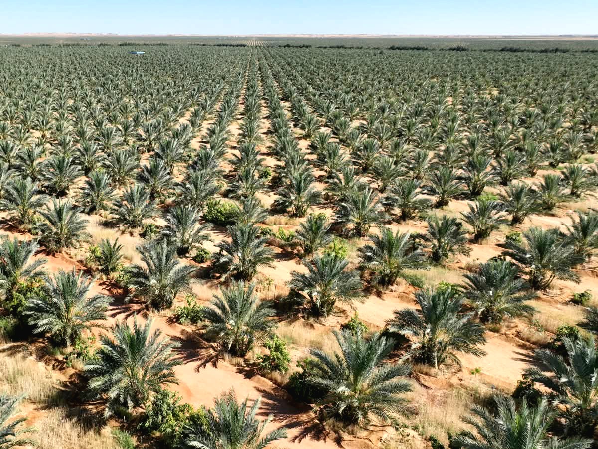 Peter Hanna - بيتر حنا tweet media