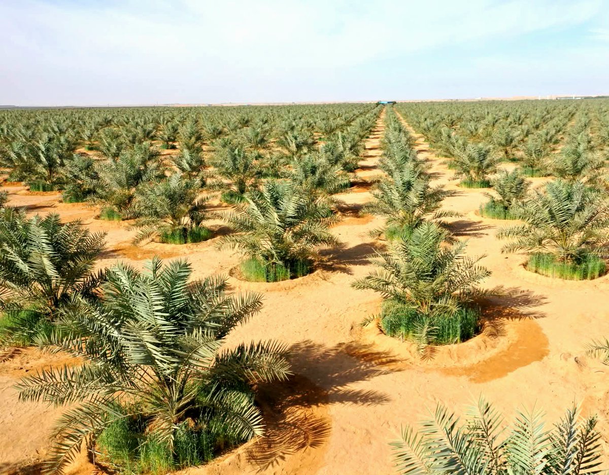 Peter Hanna - بيتر حنا tweet media