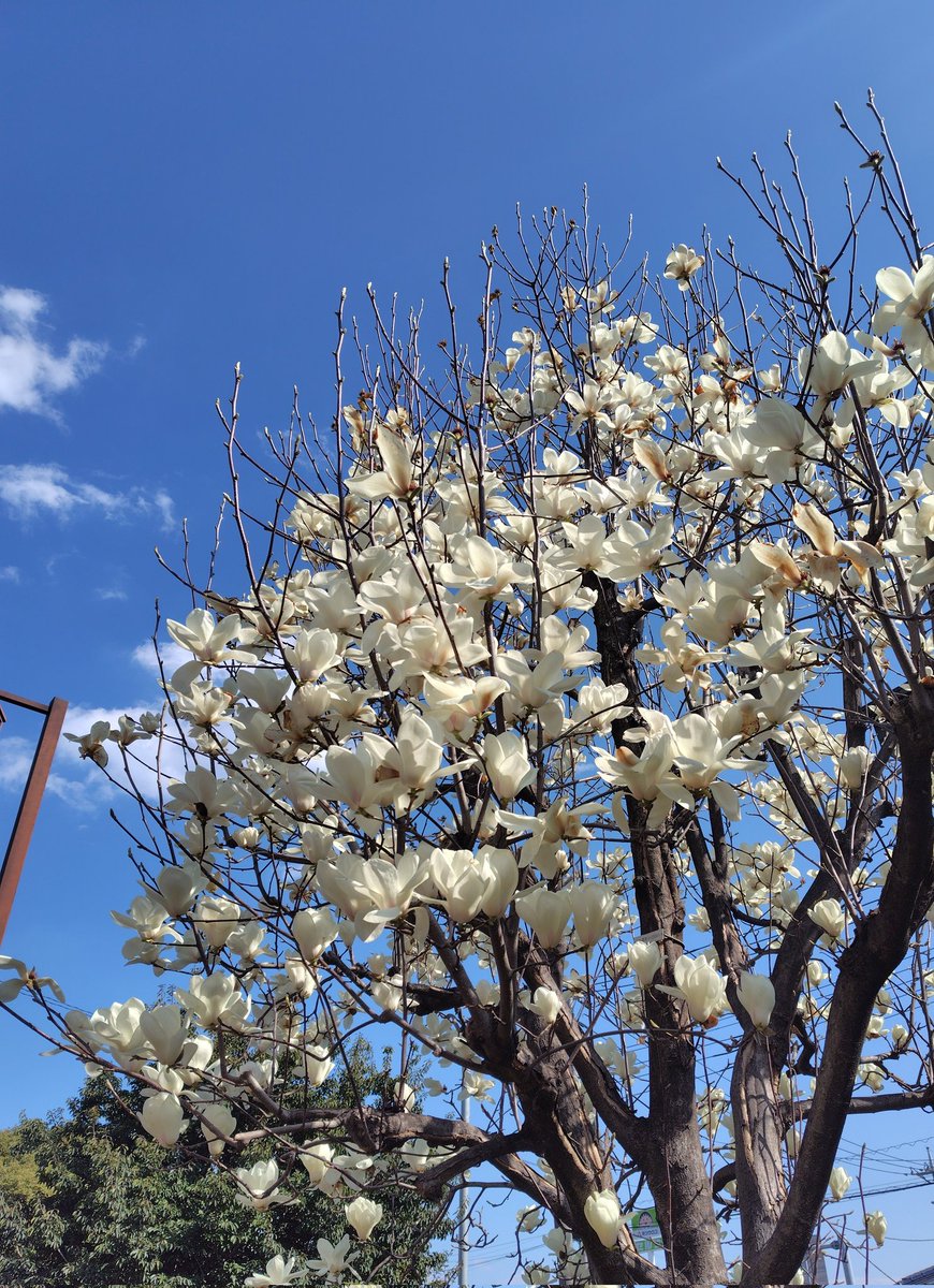 あまいろ tweet media