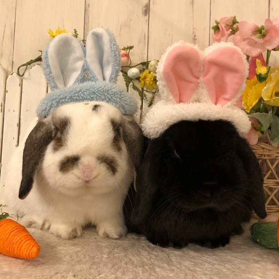 うさぎ専門店ラビットリンク tweet media