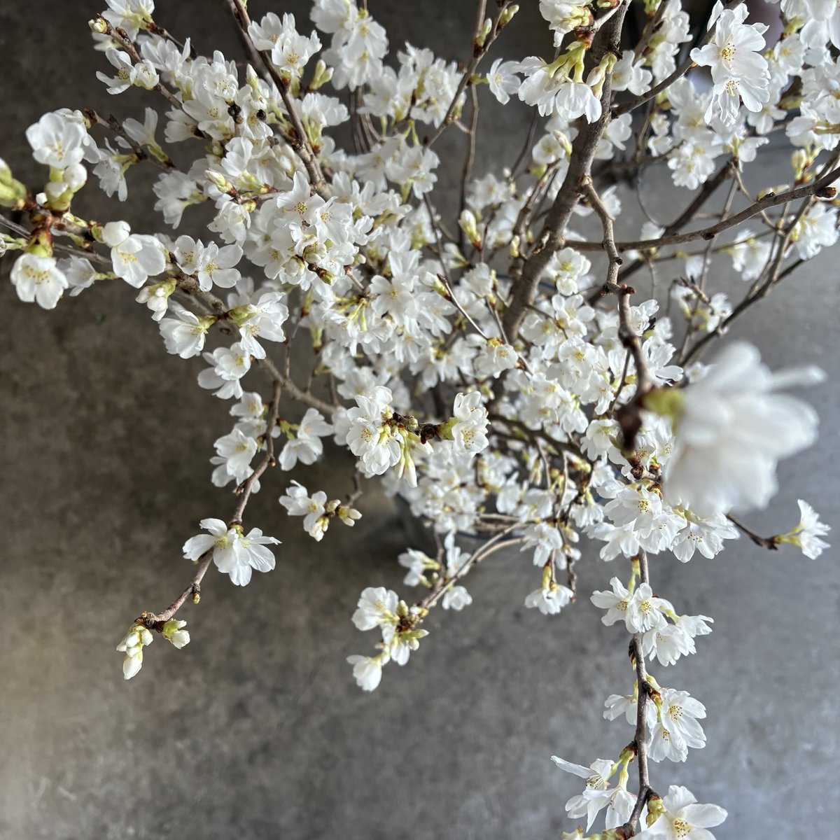 d`ici peu tweet media