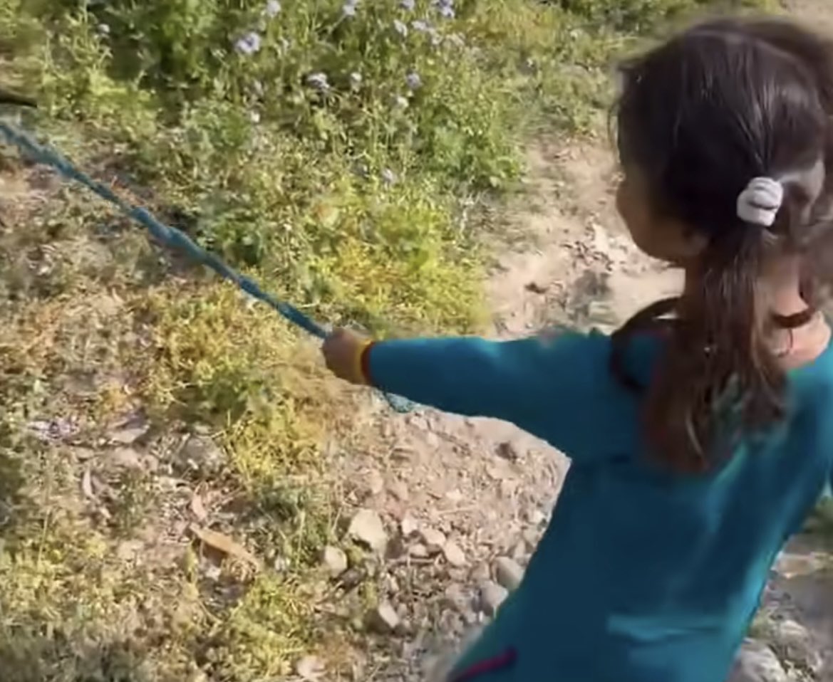 मेरे इंस्टाग्राम फीड में लगभग तीन चार बार इस छोटी बच्ची का रील आ गया। ये छोटी बच्ची गाय के बच्चे को पूरी ताक़त से खींचती है और कहती है 
“बच्चे! जितनी ताक़त लगानी है लगा ले। मैंने भी तेरी माँ का दूध पिया है।”
बच्चों की मासूमियत के आगे उनके जवाब के आगे सारे लॉजिक फेल हैं 😂