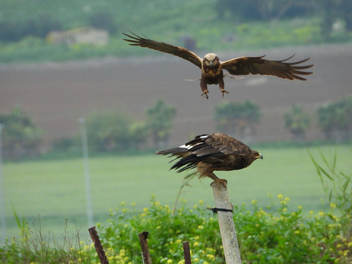 שרברב פשוט tweet media