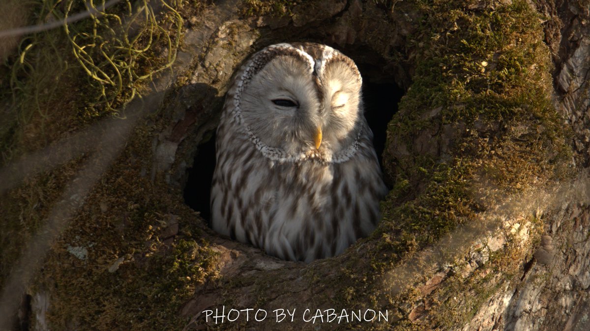 宿房 樺のん（霧多布） tweet media