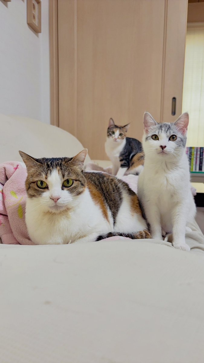 だいやき tweet media