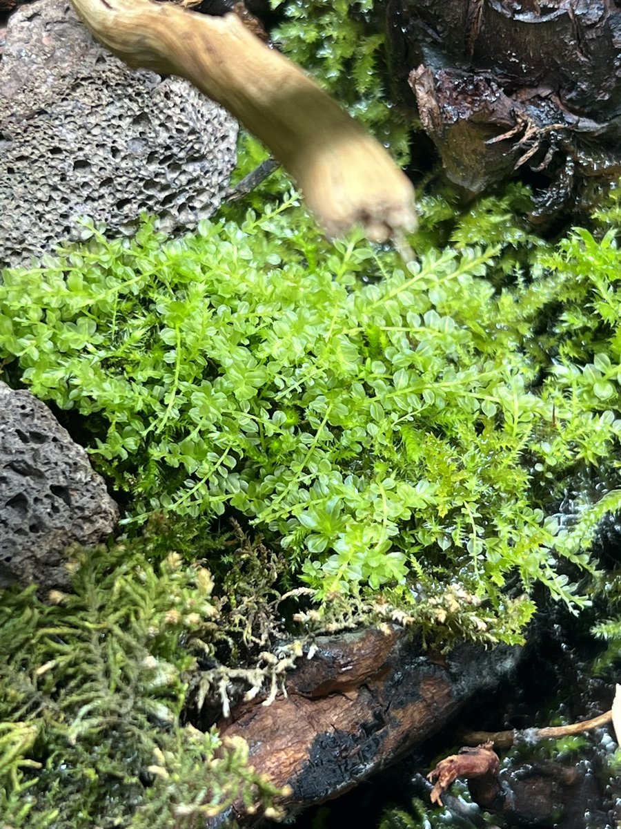 Raven Rots tweet media