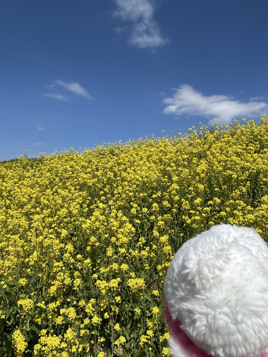 プラスちゃん【公式】 tweet media