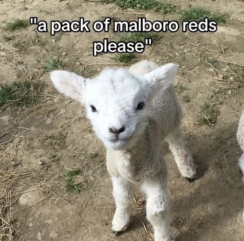 𐂂 — Anthony 🍦🪽 tweet media