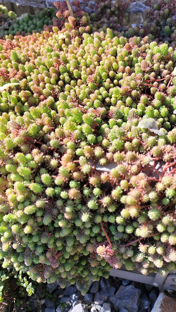 レーナ＠元素女子🕊️ tweet media