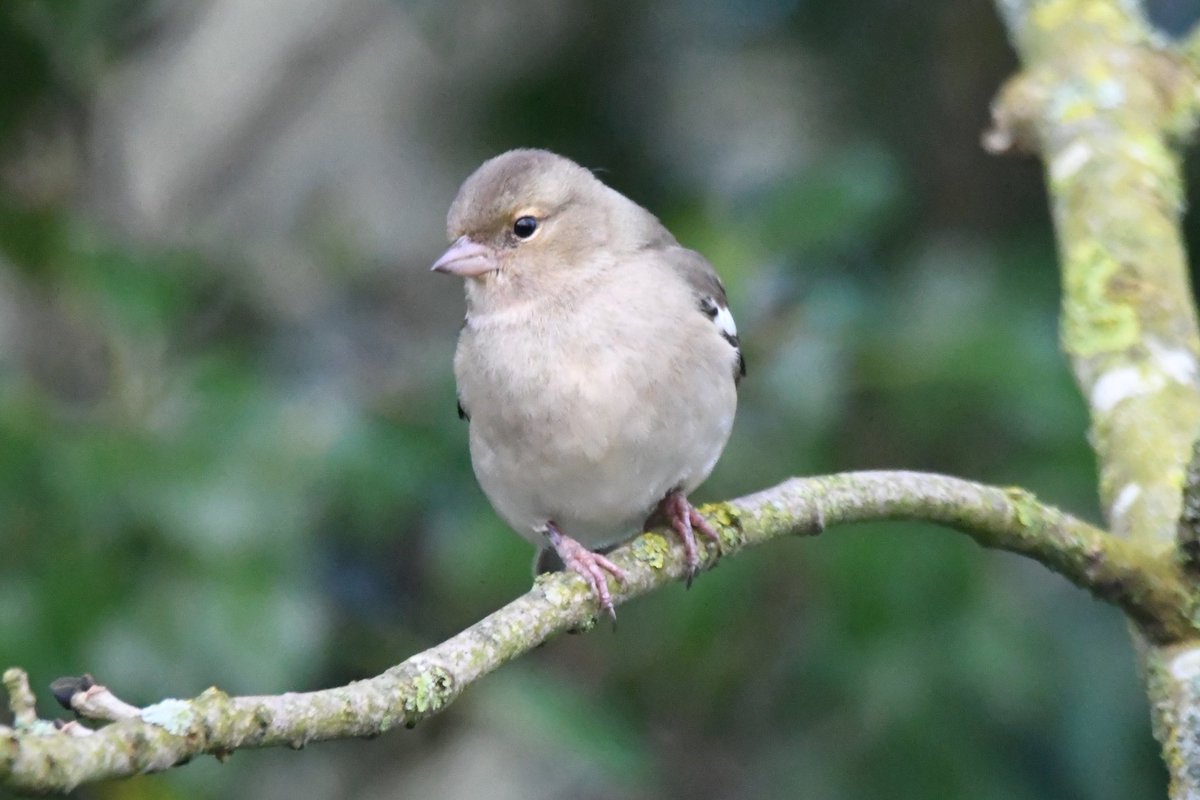 Chaffinch 
Bude Cornwall 〓〓
#Bude #Cornwall 
#Chaffinch