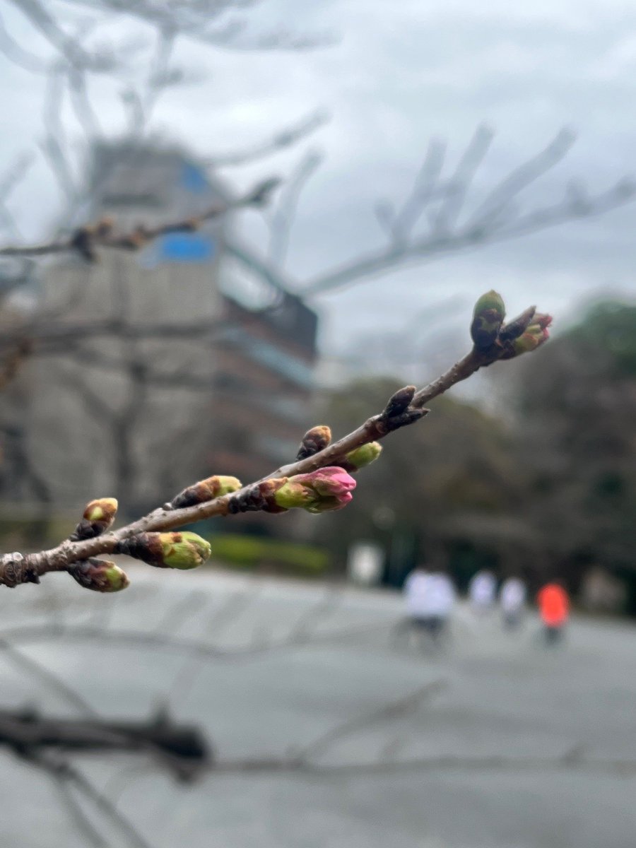 都立芝公園 tweet media