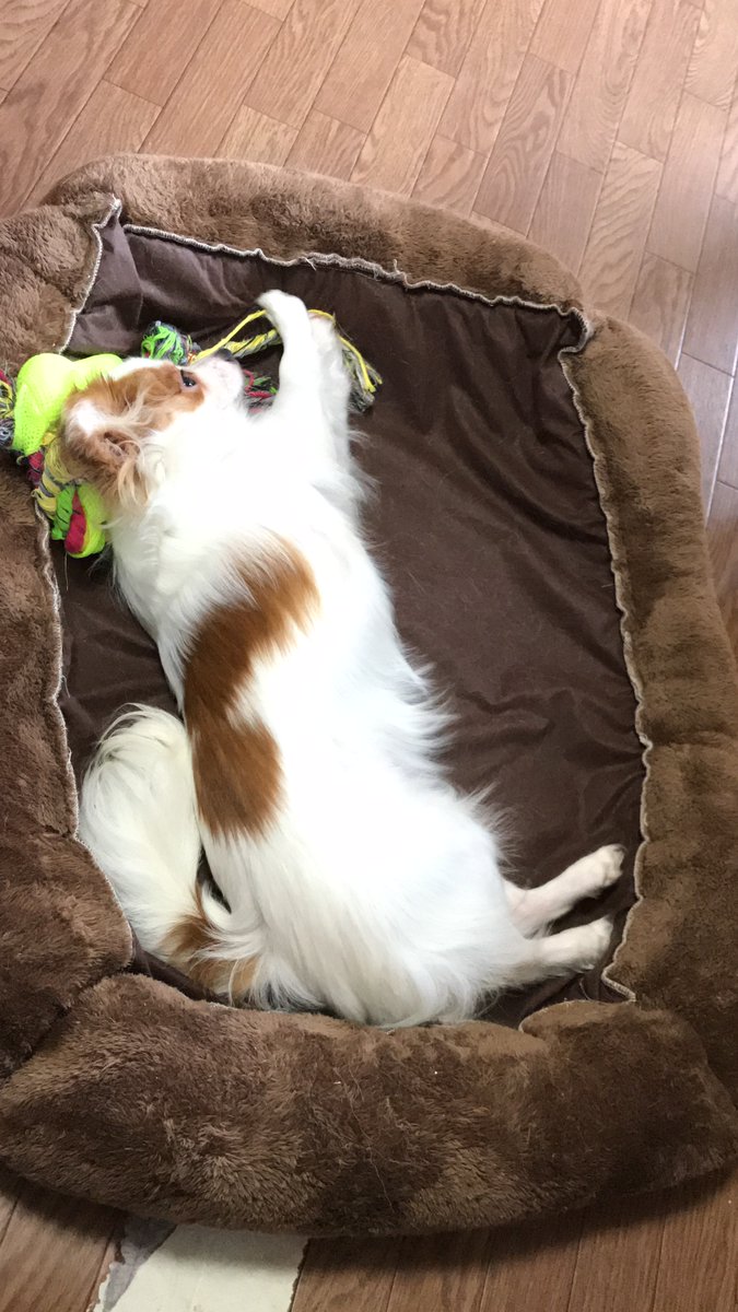 ワンコ大好き(杏花)☆過去写真多いです (@wankomonamo) on Twitter photo 