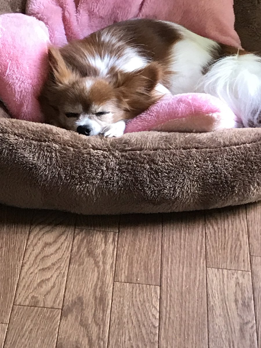 ワンコ大好き(杏花)☆過去写真多いです (@wankomonamo) on Twitter photo 