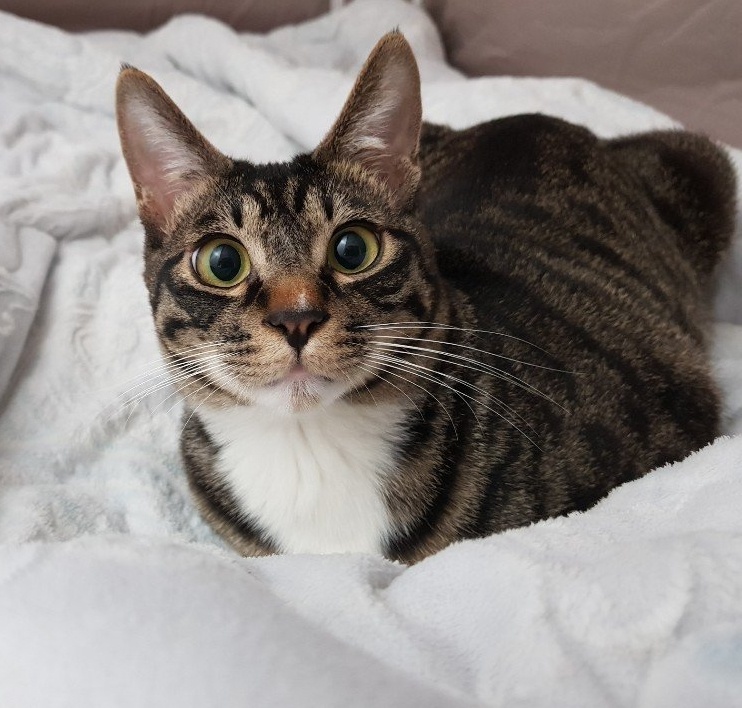 토리북스 tweet media