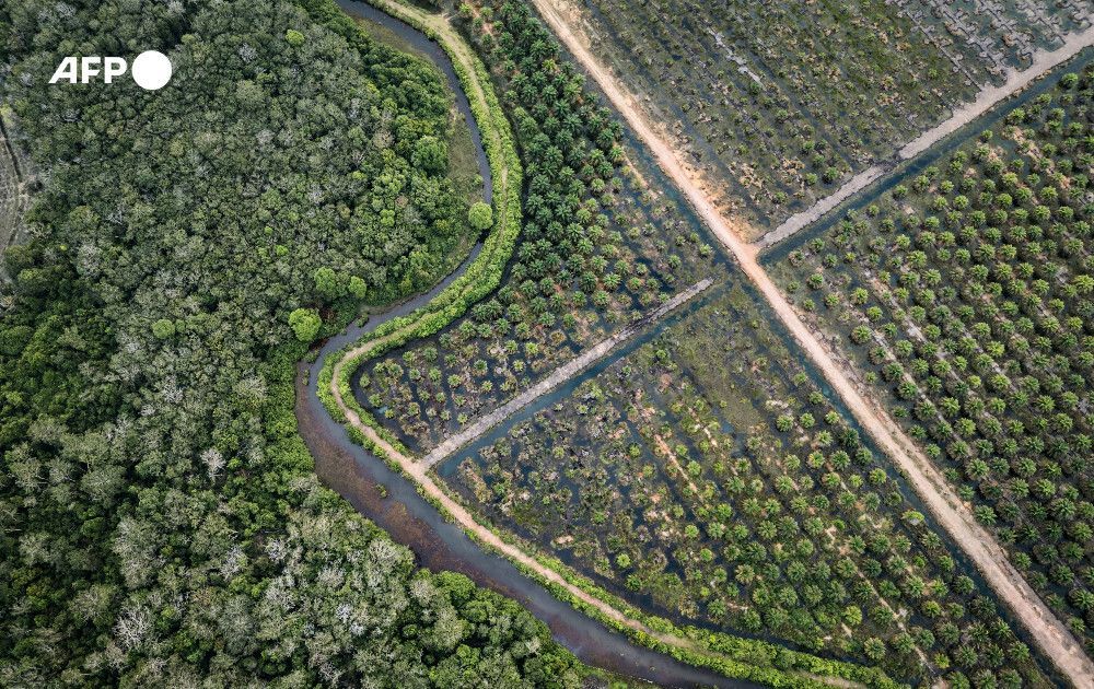 AFP News Agency tweet media