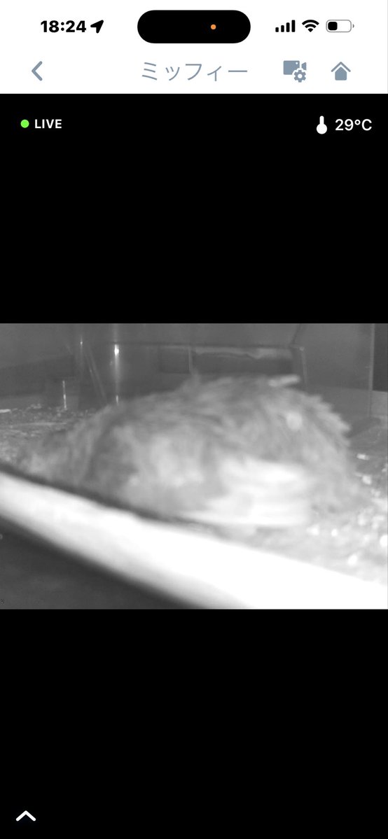 しろやぎ tweet media