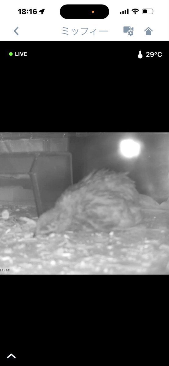 しろやぎ tweet media