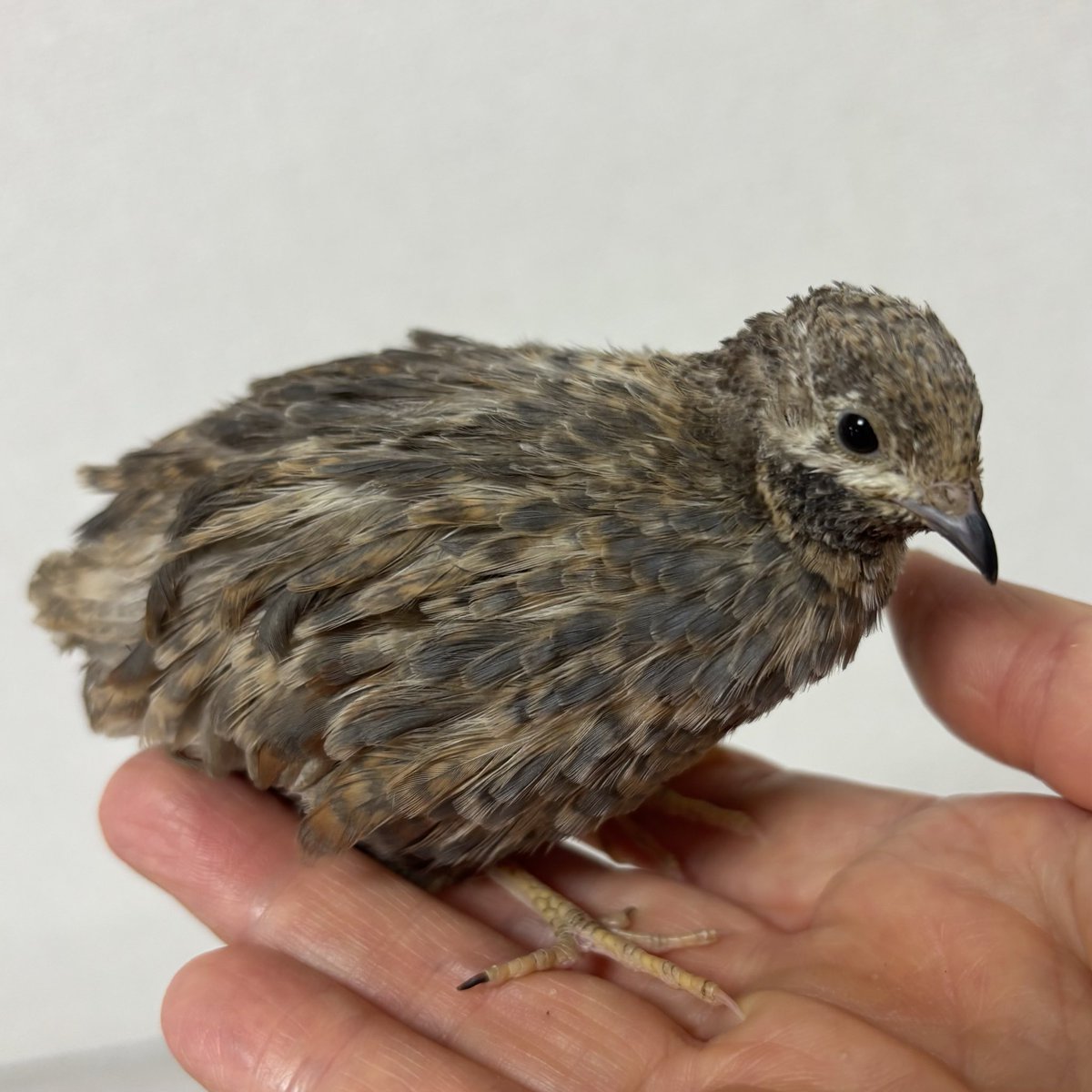 しろやぎ tweet media