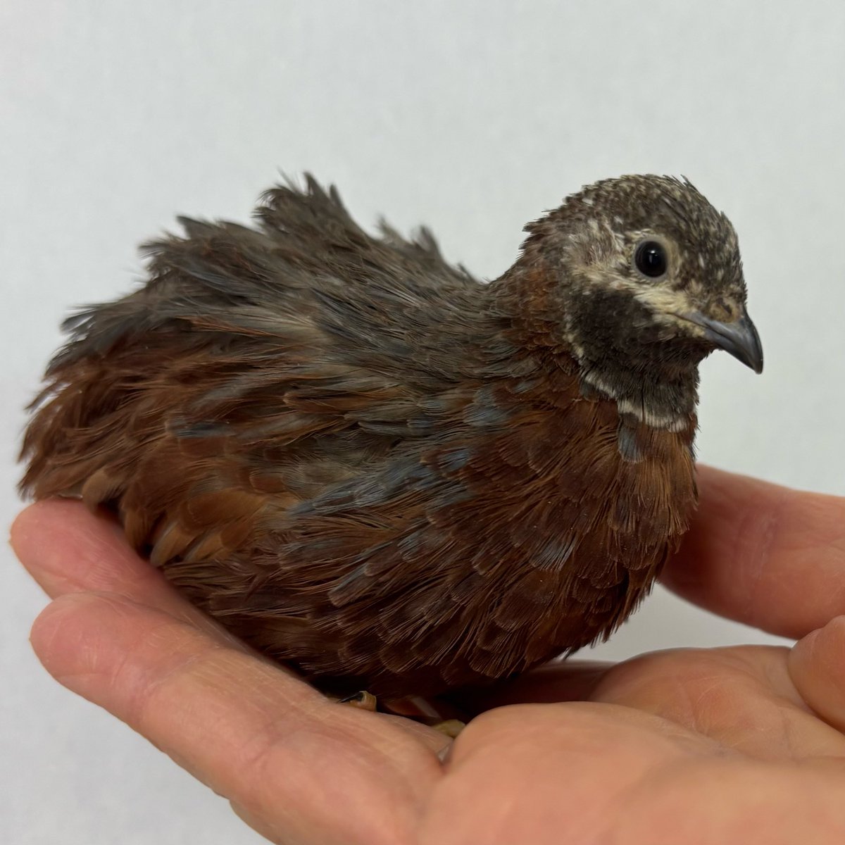 しろやぎ tweet media