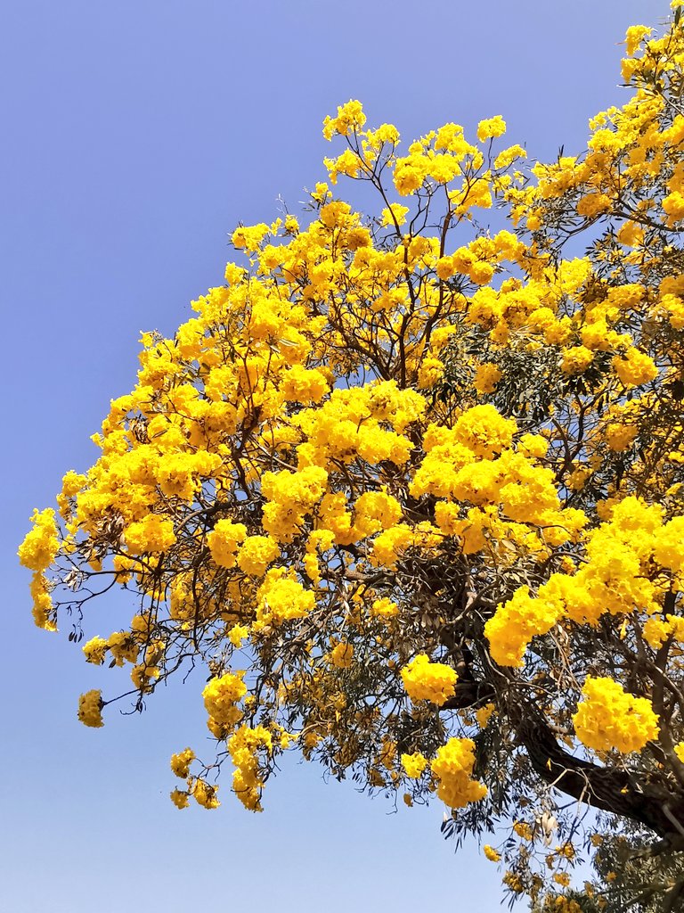 DelhiTrees tweet media