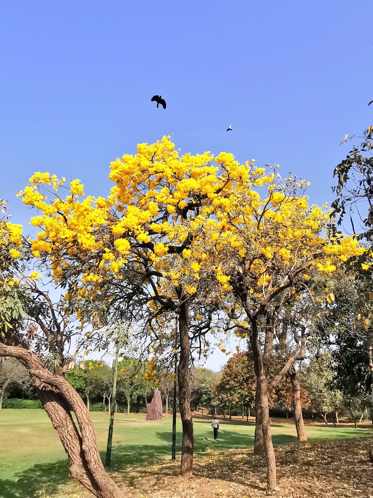 DelhiTrees tweet media